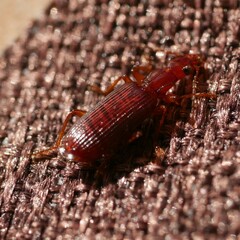 Dromiusina