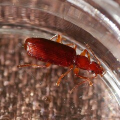 Dromiusina