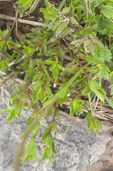 Dyschoriste setigera