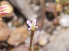 Stylidium inundatum