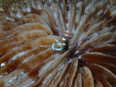 Ancylomenes magnificus