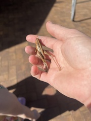 Austracris guttulosa