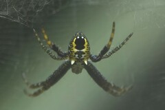 Cyrtophora cylindroides