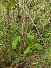 Chrysophyllum oliviforme