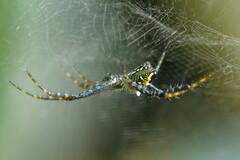 Cyrtophora cylindroides