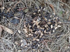 Toona ciliata, recorded fruiting