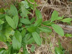 Citharexylum caudatum