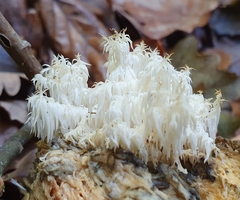 Hericium clathroides