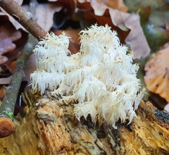 Hericium clathroides