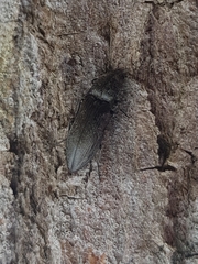 Paraphotistus impressus