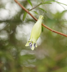 Billardiera macrantha