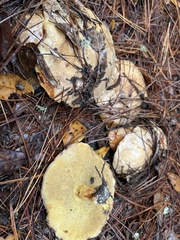 Suillus pseudobrevipes