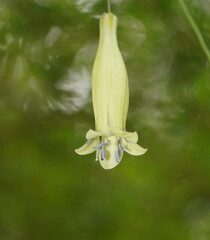 Billardiera macrantha