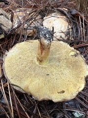 Suillus pseudobrevipes