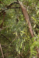 Billardiera macrantha