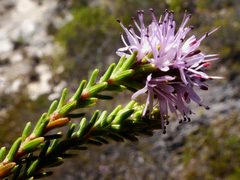 Stilbe overbergensis