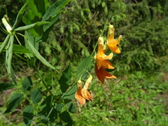 Lathyrus gmelinii