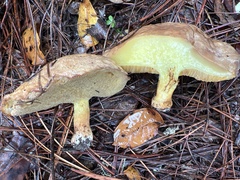 Suillus pseudobrevipes