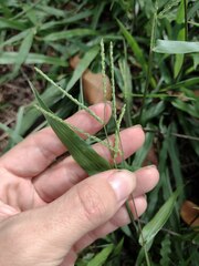 Paspalum langei