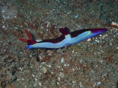 Nembrotha chamberlaini