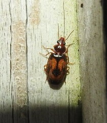 Philophlaeus luculentus