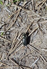 Selatosomus aeneus