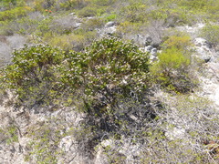 Leucadendron linifolium