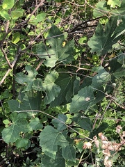 Ampelopsis humulifolia