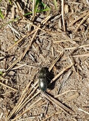 Selatosomus aeneus