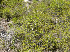 Lachnaea