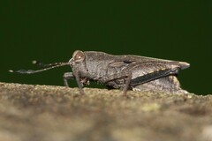 Phaesticus mellerborgi