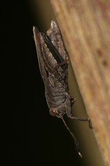 Phaesticus mellerborgi