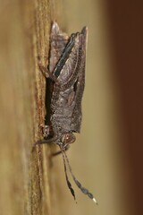 Phaesticus mellerborgi