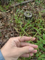 Paspalum fimbriatum