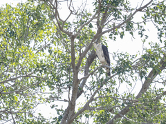 Aquila spilogaster