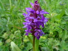 Dactylorhiza umbrosa
