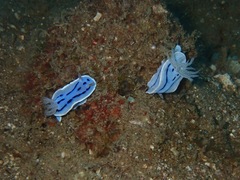 Chromodoris willani
