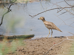 Burhinus senegalensis
