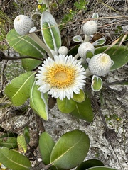 Pachystegia insignis