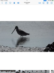 Limnodromus semipalmatus