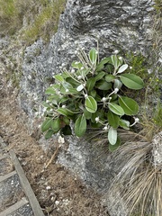 Pachystegia insignis