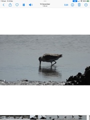 Limnodromus semipalmatus