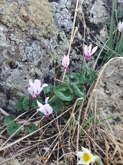 Cyclamen persicum