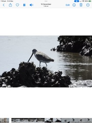 Limnodromus semipalmatus