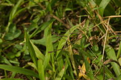 Paspalum paniculatum