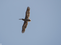 Pelecanus