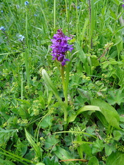 Dactylorhiza umbrosa
