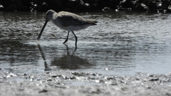 Limnodromus semipalmatus