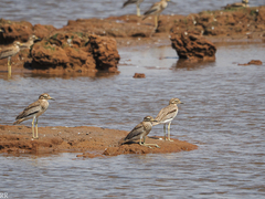 Burhinus senegalensis