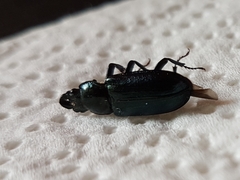 Platycerus caraboides